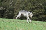 IRISH WOLFHOUND 181